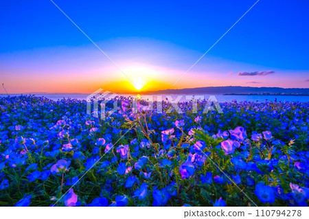 Nemophila and evening view at Maishima Seaside Park, Osaka Nemophila and evening view at Maishima Seaside Park, Osaka 110794278