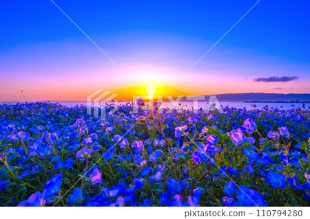 Nemophila and evening view at Maishima Seaside Park, Osaka Nemophila and evening view at Maishima Seaside Park, Osaka 110794280