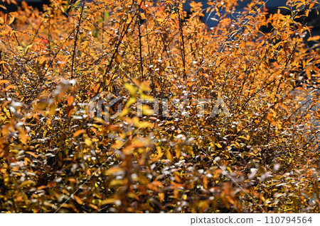 Autumn leaves of snowy willow bathed in the sun, preparing for winter Autumn leaves of snowy willow bathed in the sun, preparing for winter 110794564