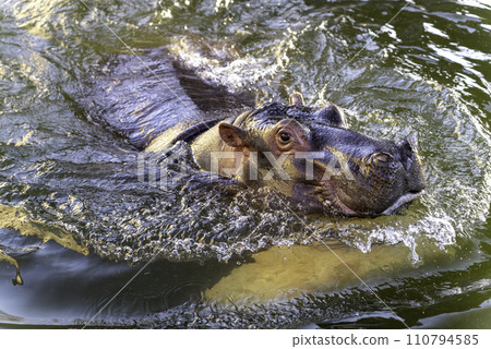 hippo playing in the tree 110794585