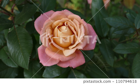 Beautiful pink roses 110794618