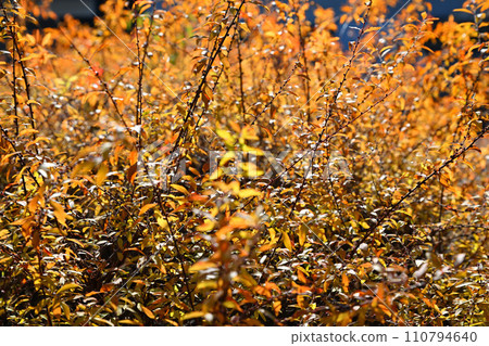 雪柳的秋葉沐浴在陽光下,為冬天做準備 雪柳的秋葉沐浴在陽光下,為冬天做準備 110794640