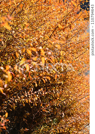 Autumn leaves of snowy willow bathed in the sun, preparing for winter Autumn leaves of snowy willow bathed in the sun, preparing for winter 110794643
