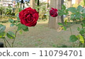 一朵紅玫瑰 110794701