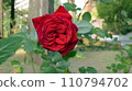一朵紅玫瑰 110794702