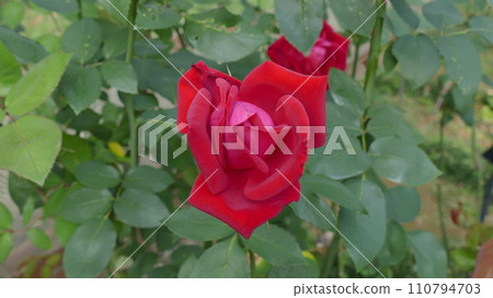 A red rose 110794703