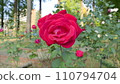 一朵紅玫瑰 110794704