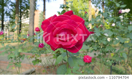 A red rose 110794704