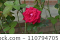一朵紅玫瑰 110794705