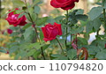 一朵紅玫瑰 110794820