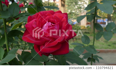 一朵紅玫瑰 一朵紅玫瑰 110794821