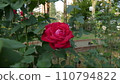 一朵紅玫瑰 110794822