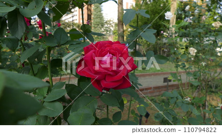 一朵紅玫瑰 110794822