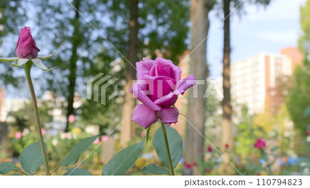 一朵紅玫瑰 110794823