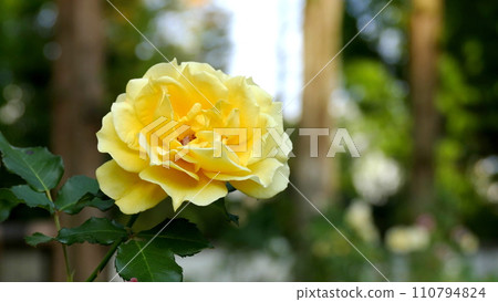 一朵紅玫瑰 一朵紅玫瑰 110794824