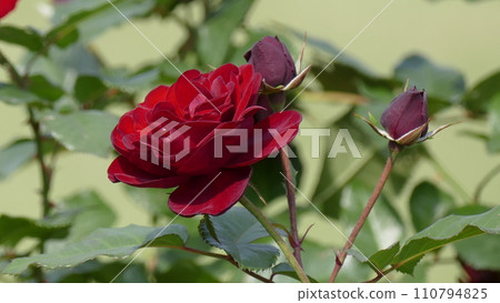 一朵紅玫瑰 一朵紅玫瑰 110794825