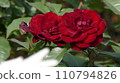一朵紅玫瑰 110794826