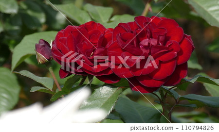 一朵紅玫瑰 一朵紅玫瑰 110794826