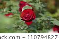 一朵紅玫瑰 110794827