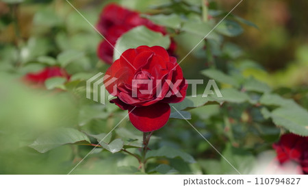 一朵紅玫瑰 一朵紅玫瑰 110794827