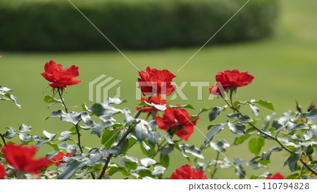 A red rose 110794828