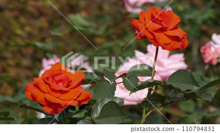 一朵紅玫瑰 一朵紅玫瑰 110794831