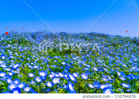 Nemophila at Osaka Maishima Seaside Park 110794876