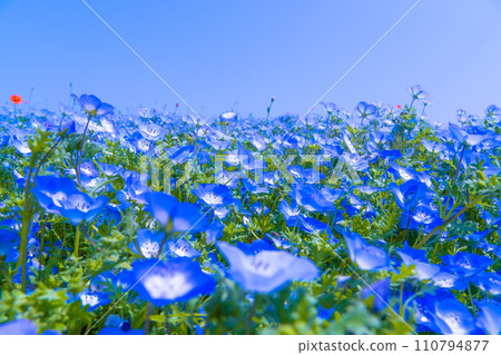 Nemophila at Osaka Maishima Seaside Park 110794877