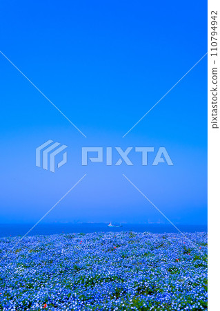 Nemophila at Osaka Maishima Seaside Park Nemophila at Osaka Maishima Seaside Park 110794942