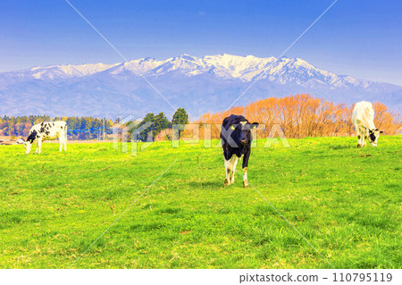 布村山和高原農場的乳牛 布村山和高原農場的乳牛 110795119