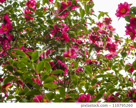 札幌盛開 110795260