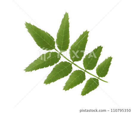 日本胡椒葉的寫實水彩插圖 110795350