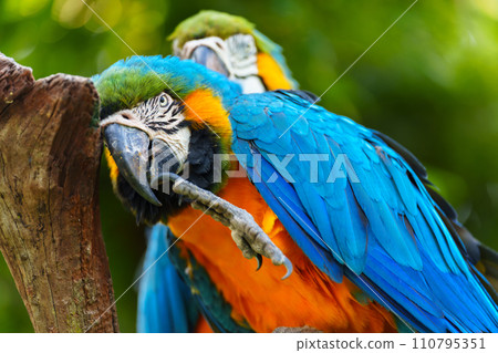 blue-and-yellow macaw (Ara ararauna), also known as the blue-and-gold macaw on wood tree branch 110795351