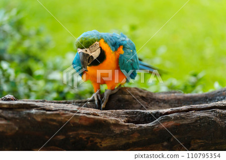 blue-and-yellow macaw (Ara ararauna), also known as the blue-and-gold macaw on wood tree branch blue-and-yellow macaw (Ara ararauna), also known as the blue-and-gold macaw on wood tree branch 110795354