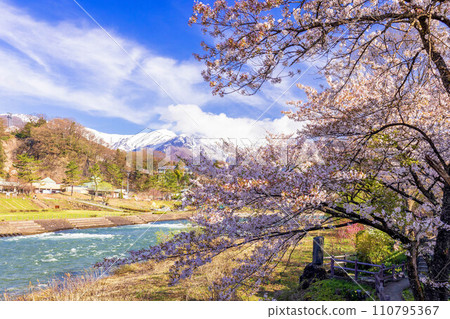 Tone River in spring when cherry blossoms bloom 110795367