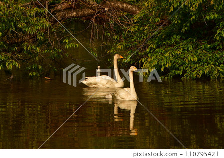 swan chicks 110795421