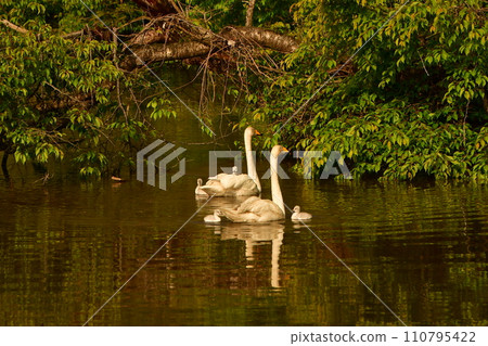 swan chicks swan chicks 110795422