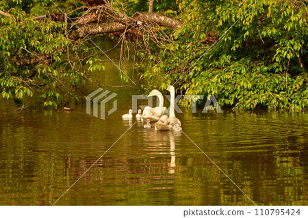 swan chicks swan chicks 110795424