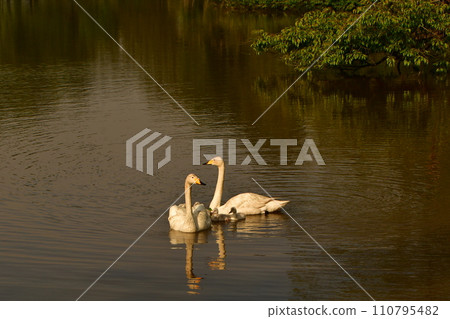 swan chicks 110795482