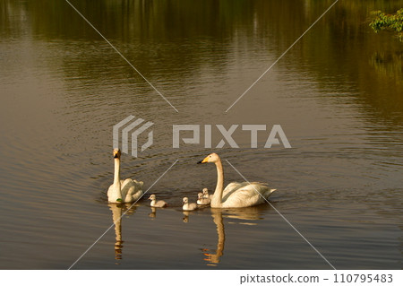 天鵝小雞 110795483