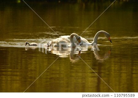 swan chicks swan chicks 110795589