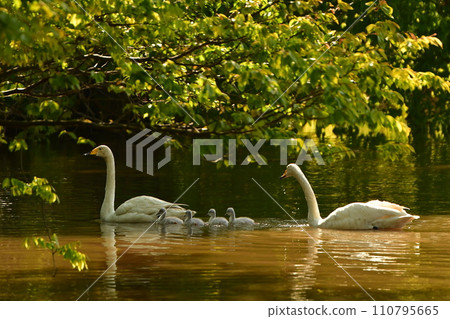 swan chicks swan chicks 110795665