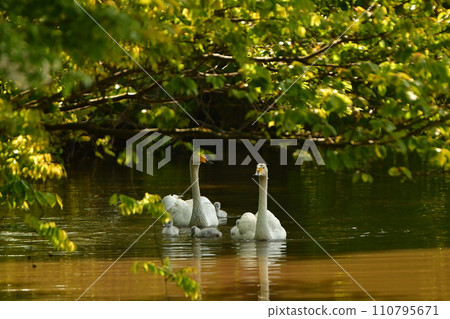 swan chicks 110795671