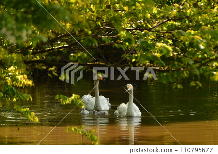 天鵝小雞 110795677