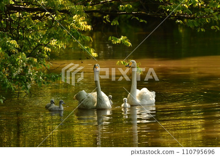 天鵝小雞 天鵝小雞 110795696