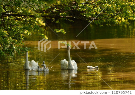 swan chicks swan chicks 110795741