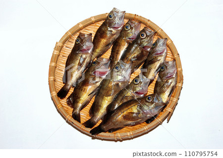 防波堤捕魚捕獲的黑石斑魚 防波堤捕魚捕獲的黑石斑魚 110795754