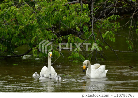 swan chicks 110795763