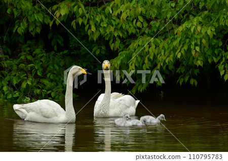 swan chicks swan chicks 110795783