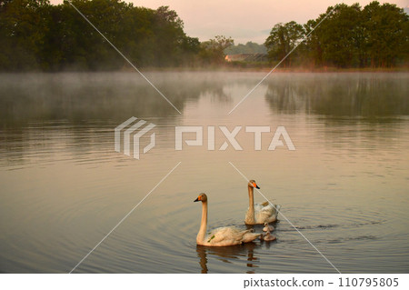 swan chicks swan chicks 110795805